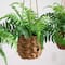 10" UV-Resistant Boston Ferns in Hanging Wicker Baskets, 3ct.